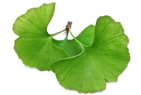 OstyHealth contains Ginkgo biloba